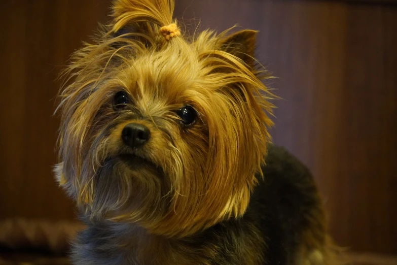 a small dog sitting on top of a bed, a portrait, pixabay, sōsaku hanga, yorkshire terrier, close up head shot, hair tied in a cute way, the photo shows a large