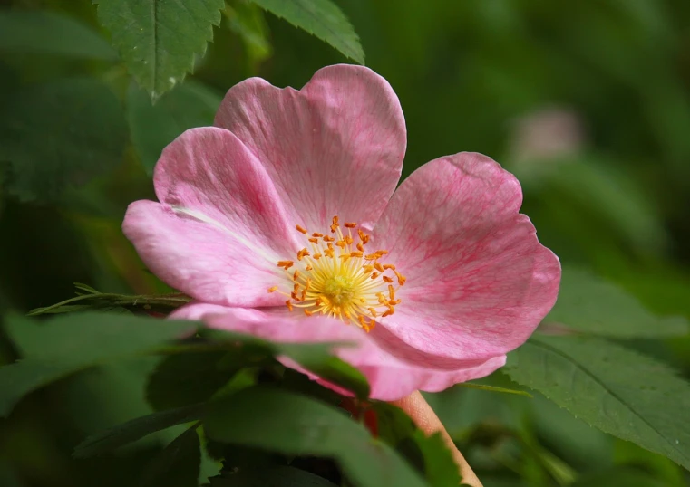 a close up of a pink flower with green leaves, by Robert Brackman, flickr, rose-brambles, beautiful flower, honey, various posed