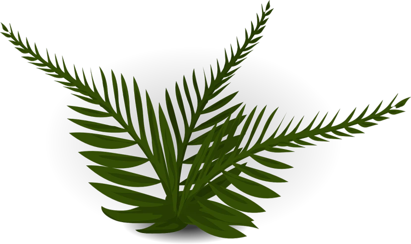 a green plant on a black background, an illustration of, inspired by Masamitsu Ōta, hurufiyya, fern, computer generated, lineless, palm