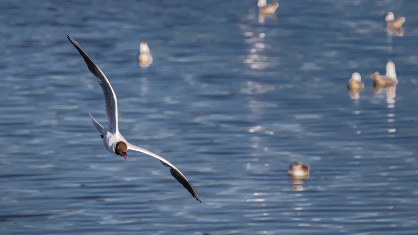 a seagull flying over a body of water, figuration libre, 4 0 0 mm f 1. 8, banner, anton fedeev, trio