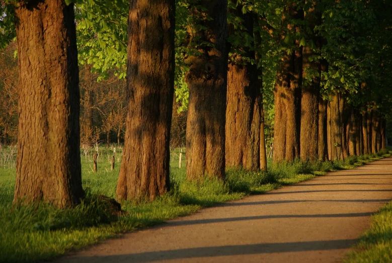 a person riding a bike down a tree lined road, a picture, by Eglon van der Neer, huge tree trunks, spring evening, in a row, wallpaper!