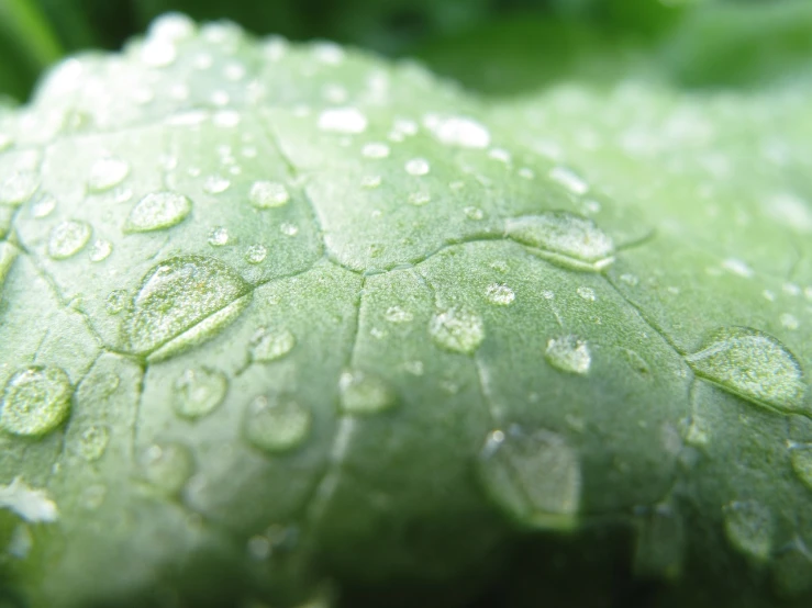 a close up of a leaf with water droplets on it, by Edward Corbett, renaissance, head of broccoli, rain sensor, matte detailed photo, basil