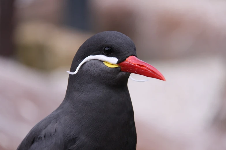 a close up of a bird with a red beak, by Dietmar Damerau, flickr, sōsaku hanga, with a white nose, long hook nose, pudenda, 2005