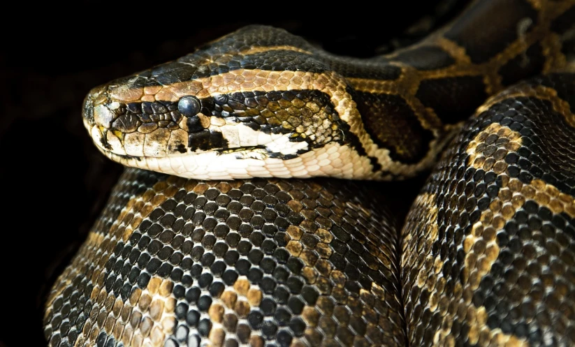 a close up of a snake on a black background, a portrait, by Alexander Runciman, pixabay, photorealism, giant snake castle, snake machine, towering over the camera, high angle close up shot