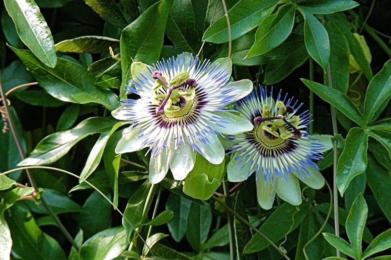 a close up of two flowers on a plant, by Gwen Barnard, flickr, passion flower, blue and green colours, 🦩🪐🐞👩🏻🦳, white eyes