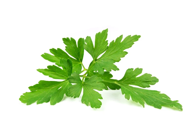 a sprig of parsleya on a white background, a stock photo, hurufiyya, celery man, istockphoto, vibrant colorful green leaves, italian masterpiece