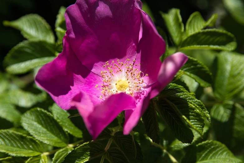 a close up of a pink flower with green leaves, inspired by Jan Henryk Rosen, romanticism, rose-brambles, with the sun shining on it, dressed in purple, 5 5 mm photo