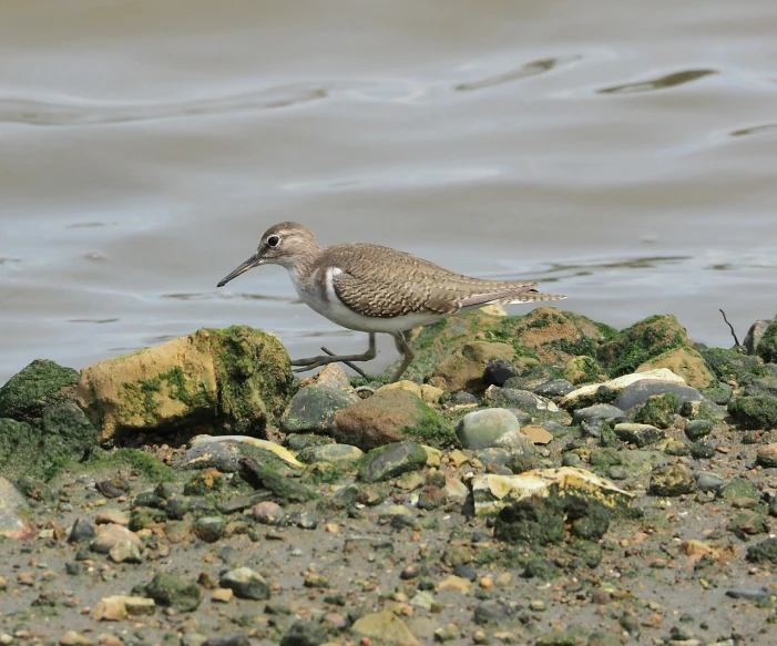 a bird that is standing on some rocks, a picture, by Robert Brackman, white neck visible, mud, with long thin antennae, shoreline