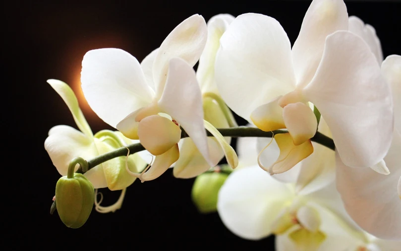 a close up of a white flower on a stem, by Maksimilijan Vanka, flickr, bauhaus, orchid made of mother of pearl, beautiful flower, bouquet, video