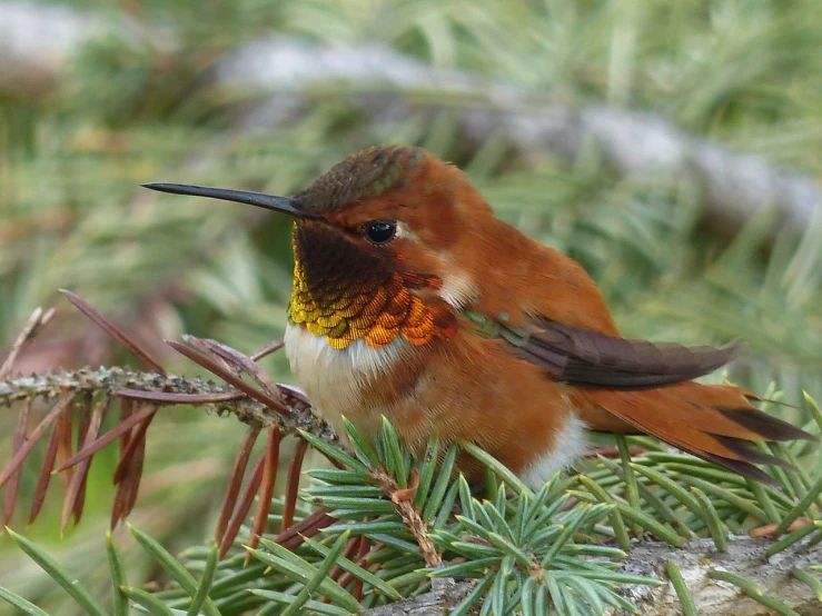 a small bird sitting on top of a tree branch, a portrait, by Roy Newell, flickr, arabesque, hummingbird, fluffy orange skin, wallpaper - 1 0 2 4, scarlet emerald