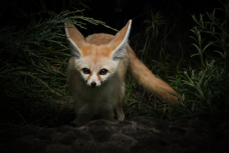 a fox that is standing in the grass, a portrait, by Marten Post, hurufiyya, portrait fennec fox animal, photo taken at night, picture taken in zoo, menacing!