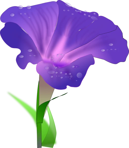 a purple flower with water droplets on it, a digital painting, renaissance, morning glory flowers, vectorised, carnation, side shot