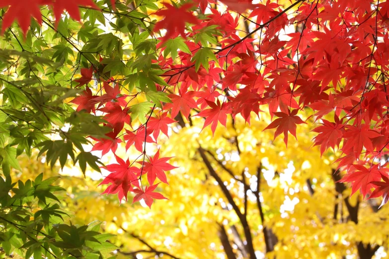 a bunch of red and yellow leaves hanging from a tree, a picture, shin hanga, bright happy atmosphere, green and yellow, colorful]”, high resolution!!