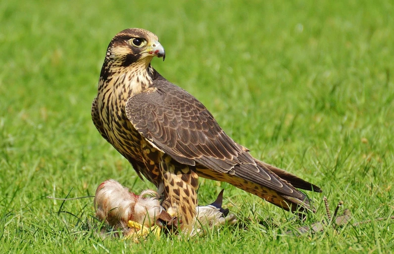 a bird that is standing in the grass, a picture, by Juergen von Huendeberg, pixabay, renaissance, falcon, with chicks, merlin, large entirely-black eyes