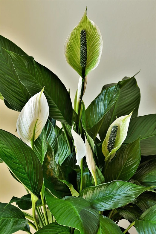 a close up of a potted plant with green leaves, inspired by Carpoforo Tencalla, pixabay, hurufiyya, ikebana white flowers, green pupills, the photo shows a large, giant flowers