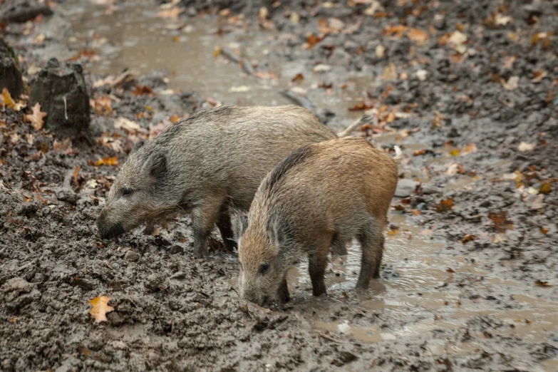 a couple of boars that are standing in the mud, very tasty, mini, fall, yum