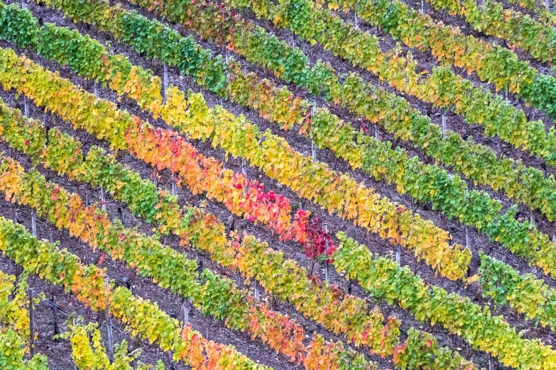 an aerial view of a vineyard in autumn, by Werner Gutzeit, color field, colorful patterns, details and vivid colors, san francisco, hdr detail