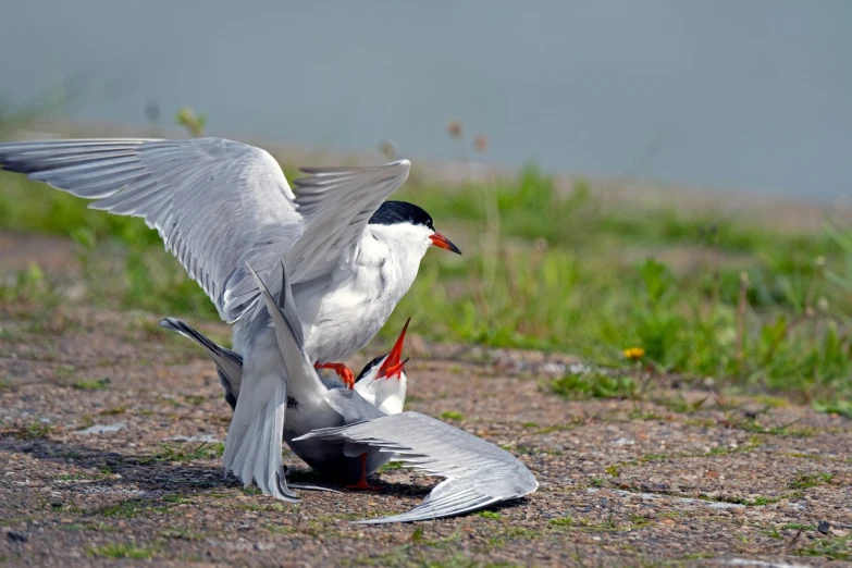 a couple of birds that are standing in the dirt, a picture, by Jan Rustem, shutterstock, in a fighting pose, on a riverbank, modern very sharp photo