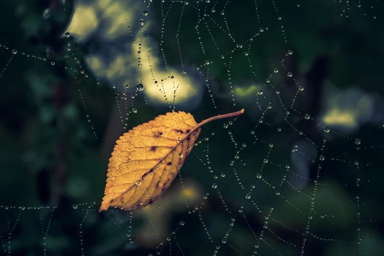 a yellow leaf sitting on top of a spider web, a macro photograph, inspired by Elsa Bleda, shutterstock, net art, rain like a dream, 4k vertical wallpaper, shit cobwebs and shit, photorealistic image