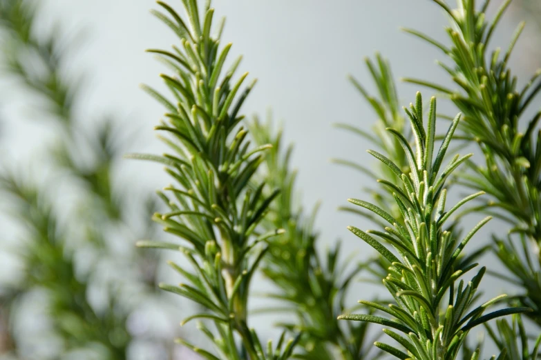 a close up of a plant with green leaves, inspired by Rosemary Allan, hurufiyya, minimal. sharp focus, on a gray background, rack focus, highly detailed product photo