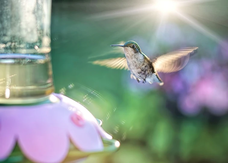 a hummingbird flying towards a bird feeder, by Jakob Gauermann, shutterstock, digital art, sun glare, reflections and refractions, bokeh photo, beautiful girl