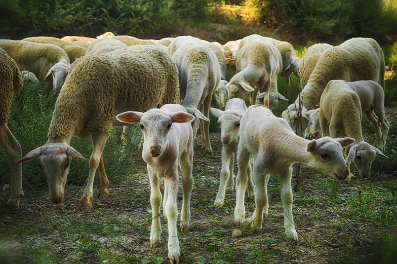 a herd of sheep standing on top of a lush green field, a picture, trending on pixabay, renaissance, family dinner, paul barson, with a white muzzle, dimly - lit