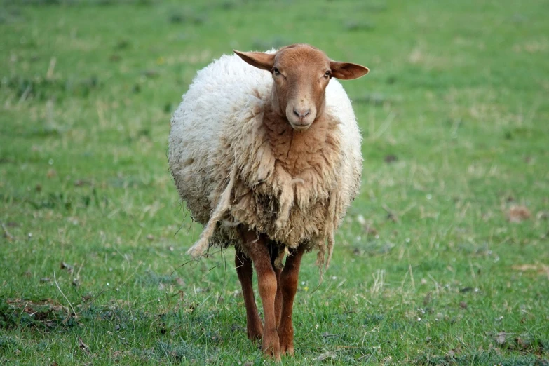 a sheep standing on top of a lush green field, a picture, by Erwin Bowien, pixabay, renaissance, doing a sassy pose, matted brown fur, he has an elongated head shape, dressed in a worn