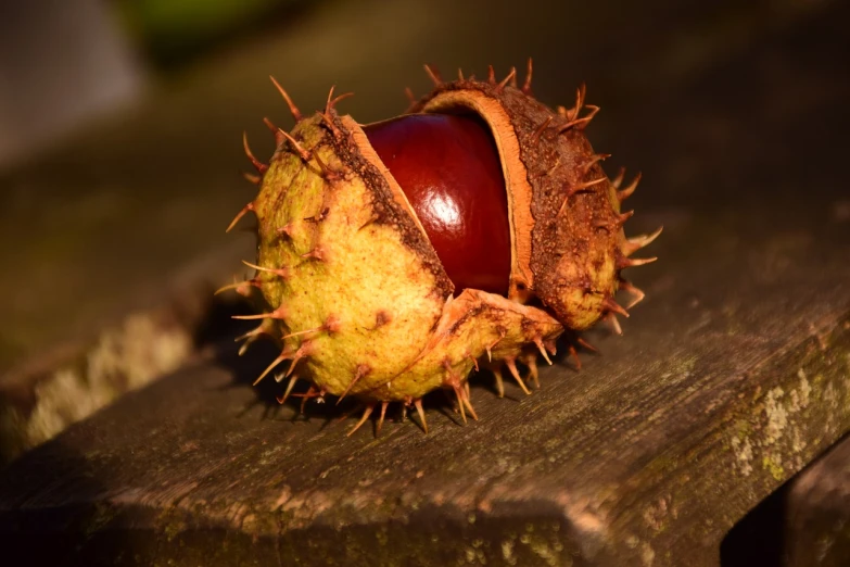 a chestnut sitting on top of a wooden bench, a macro photograph, by Roy Newell, trending on pixabay, hurufiyya, hibernation capsule close-up, protophyta, ready to eat, spherical