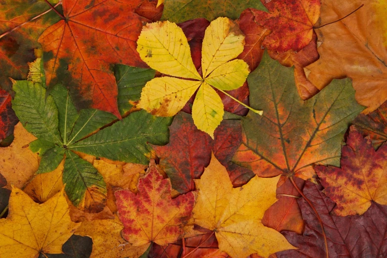 a bunch of leaves that are laying on the ground, a stock photo, by Dietmar Damerau, shutterstock, fine art, full of colour 8-w 1024, top - down view, oregon, outstanding detail
