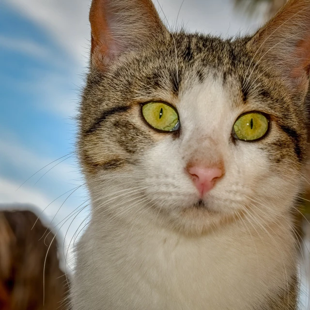a close up of a cat with green eyes, a picture, by Niko Henrichon, shutterstock, very low angle photograph, looking to camera, with a white nose, his eyes glowing yellow