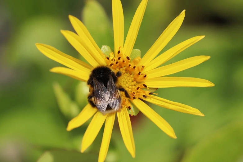 a bee sitting on top of a yellow flower, a picture, by Robert Brackman, black and yellow scheme, local conspirologist, big bee, black and yellow