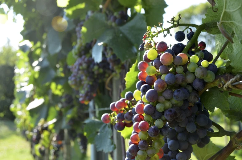 a bunch of grapes hanging from a vine, pexels, renaissance, panels, full colour, looking towards camera, edible