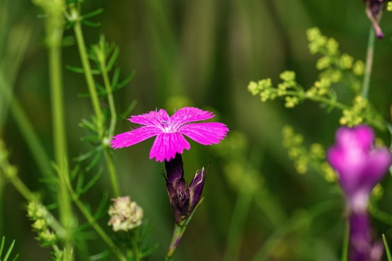 a pink flower sitting on top of a lush green field, a macro photograph, by Jan Rustem, wildflowers and grasses, lobelia, flash photo, beautiful composition