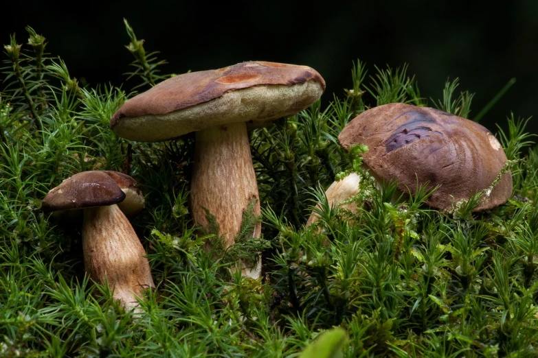 a group of mushrooms sitting on top of a lush green forest, by Dietmar Damerau, hurufiyya, beautiful wallpaper, brown:-2, berets, ultra high quality