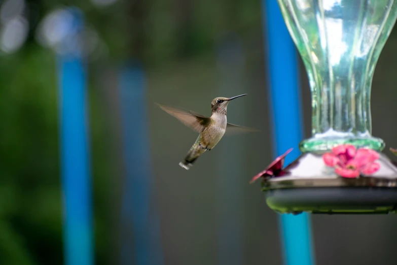 a hummingbird flying towards a bird feeder, by Jan Rustem, dof narrow, high res photo, looking in front, very sharp photo