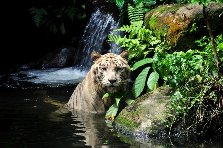 a white tiger standing in a body of water, a picture, sumatraism, in deep forest, gardening, singapore, very beautiful photo