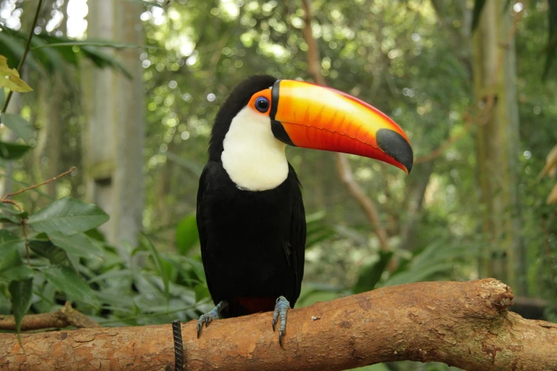 a colorful bird sitting on top of a tree branch, sumatraism, 6 toucan beaks, in the zoo exhibit, slightly larger nose, kodak photo