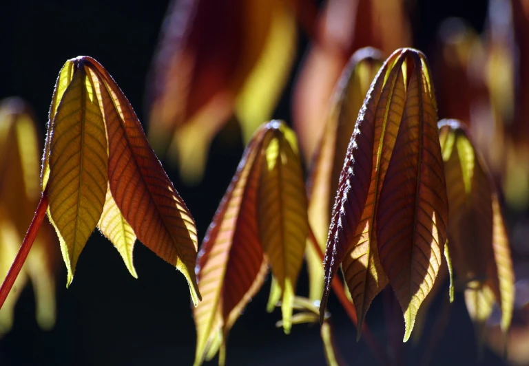 a close up of a bunch of leaves, by Jan Rustem, great light and shadows”, dark oranges reds and yellows, in a row, backlit!!