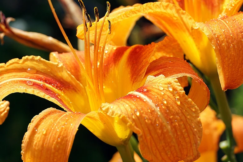 a close up of a flower with water droplets on it, by David Simpson, hurufiyya, lilies, yellow-orange, rich bright sunny colors, flame shrubs