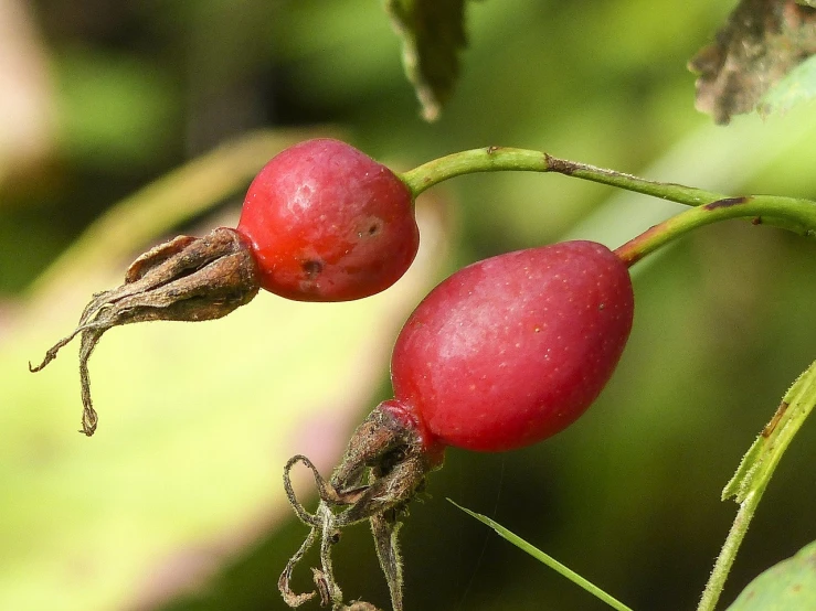 a close up of a bunch of fruit on a tree, by Robert Brackman, flickr, hurufiyya, fuchsia, clathrus - ruber, wisconsin, in the hillside