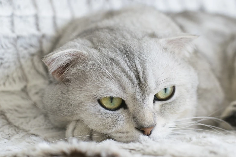 a close up of a cat laying on a blanket, trending on pixabay, a silver haired mad, looking sad, scottish fold, sad green eyes