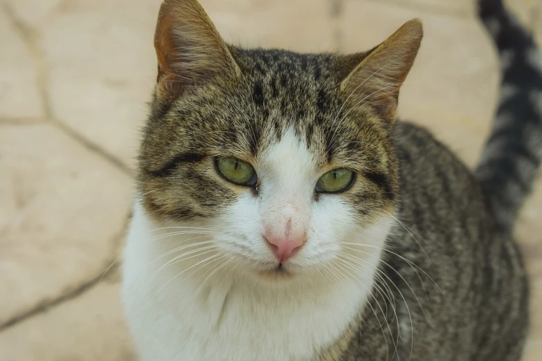 a close up of a cat on a tiled floor, a picture, by Nándor Katona, shutterstock, light green tone beautiful face, with a white nose, very very well detailed image, beautiful picture of stray