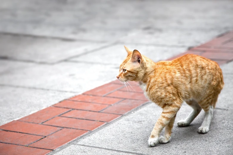 an orange and white cat walking on a sidewalk, a picture, by Yi Jaegwan, shutterstock, multilayer, old male, menacing!, walking to the right