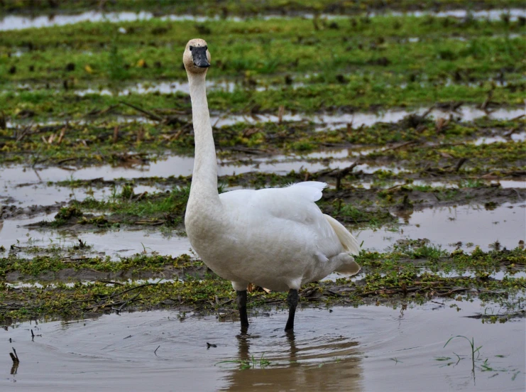 a large white bird standing in a puddle of water, a portrait, crane, family photo, closeup photo, rainfall and mud