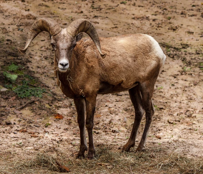 a ram that is standing in the dirt, a portrait, museum quality photo, looking majestic in forest, tourist photo, flash photo