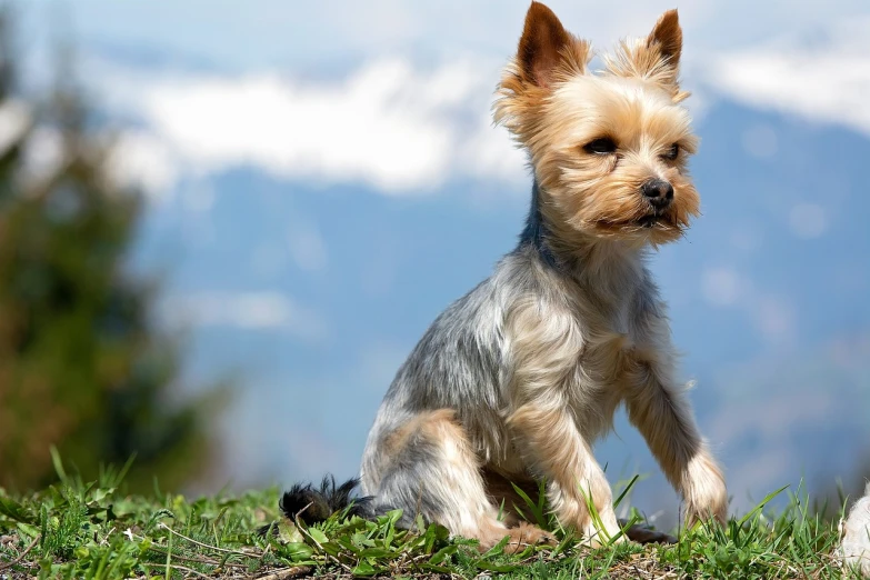 a small dog sitting on top of a lush green field, by Gabor Szikszai, pixabay, yorkshire terrier, sitting cutely on a mountain, well-groomed model, sitting atop a dusty mountaintop