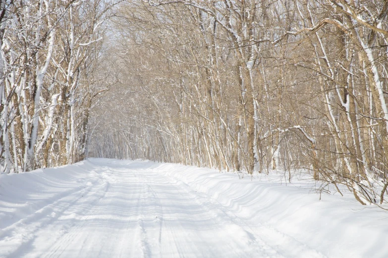 a man riding skis down a snow covered slope, by Raymond Normand, shutterstock, fine art, road in a forest road, in karuizawa, stock photo, heavy birch forest