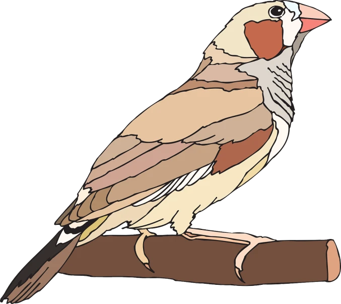 a drawing of a bird sitting on a branch, an illustration of, fine color lines, pallid skin, svg illustration, brown:-2