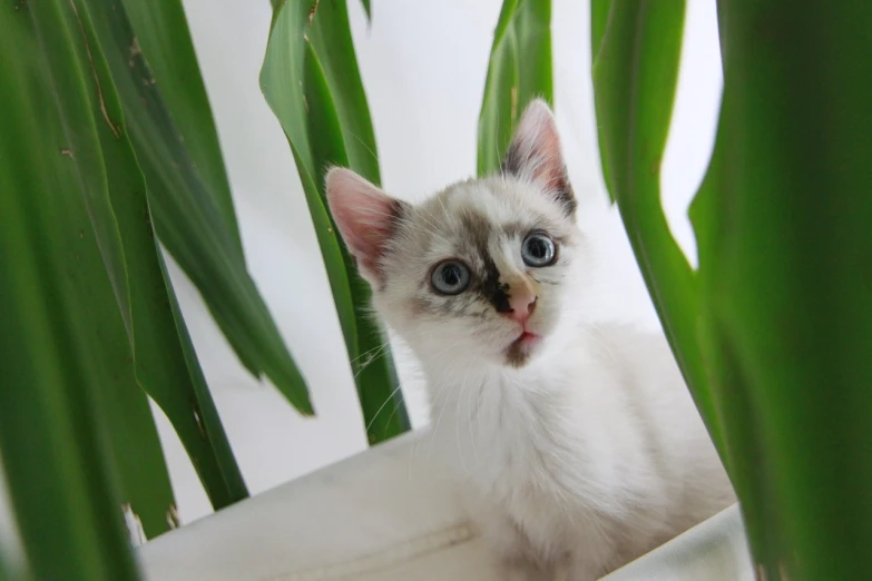 a close up of a cat near a plant, a picture, by Maksimilijan Vanka, flickr, romanticism, albino dwarf, shocked, kittens, wallpaper!