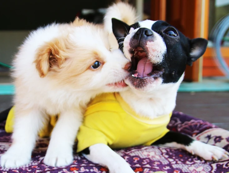 two dogs playing with each other on a rug, by Julia Pishtar, flickr, wearing shirts, mouth open, one yellow and one blue eye, puppies